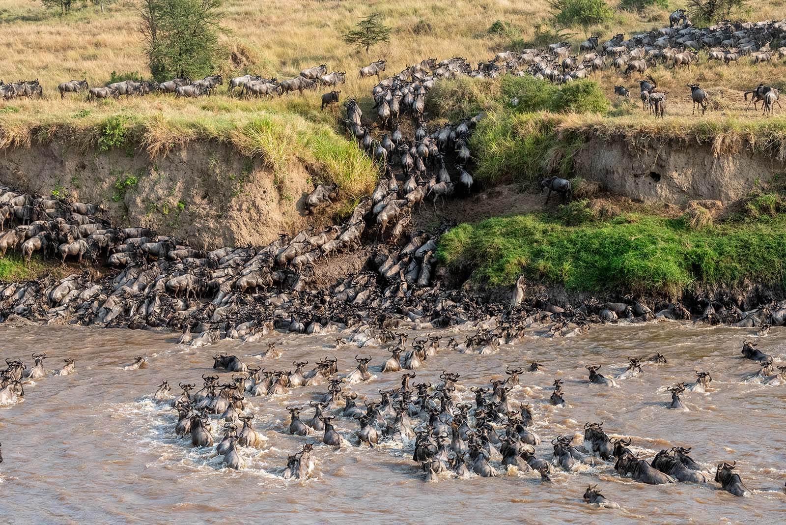 7 Day Wildebeest River Crossing Migration Safari (Tanzania)